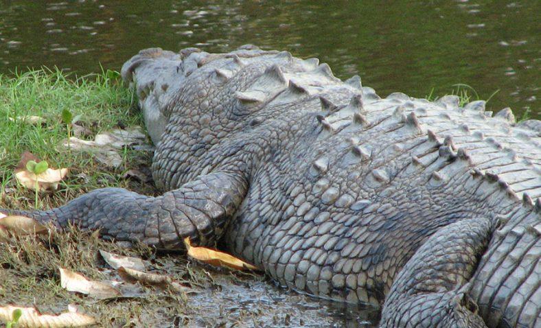 12y13Bahía (4) Rechazan que cocodrilios estén fuera de control