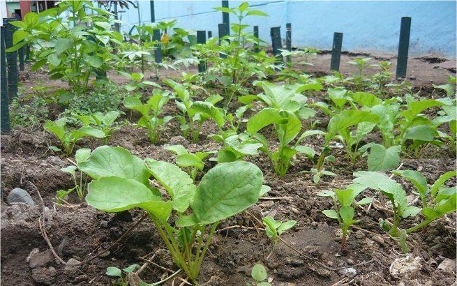 14y15Bahía (4) Se buscará la sanidad de productos agroalimentarios