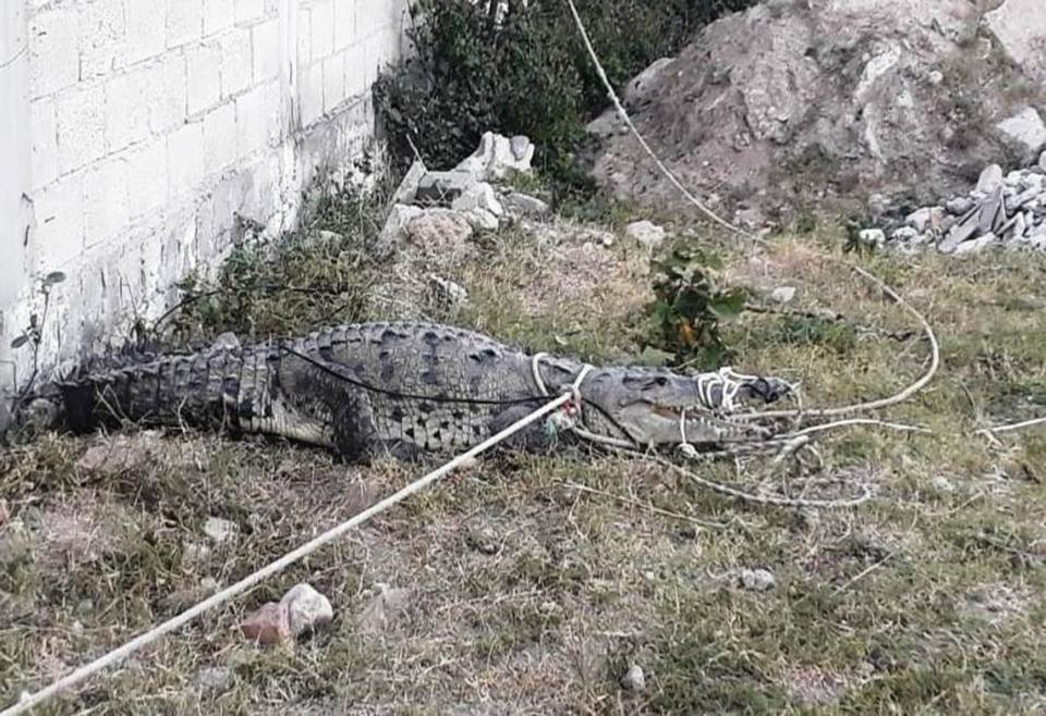 30y31Sucesos (3) Capturan cocodrilo en Villas Universidad
