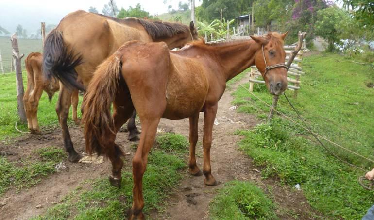 14y15Bahía (1) Alertan aumento del virus encefalitis equina