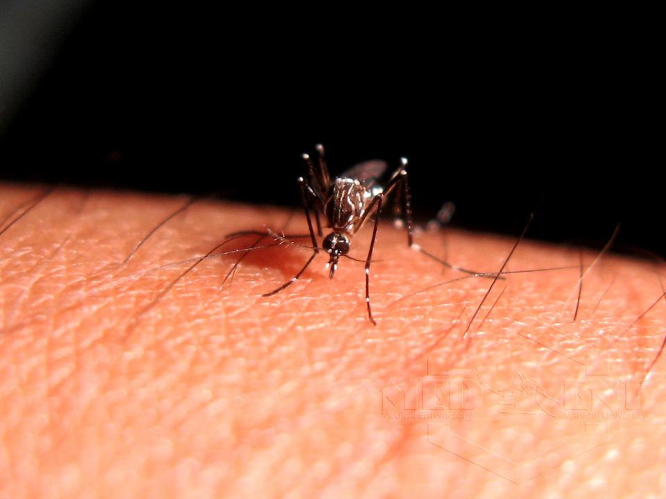 03Bahía Combate el sector salud casos de dengue; van 83