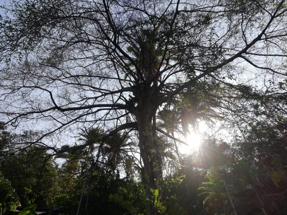 04y05Bahía (11) Vecinos piden a Parques y Jardines la poda de árbol