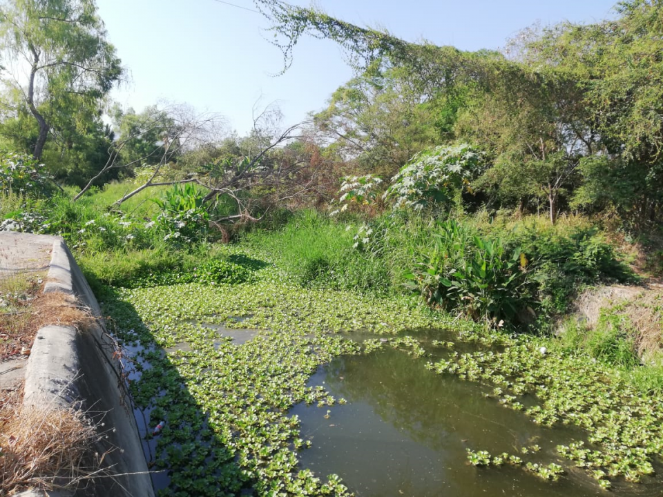 09Bahía (1) Denuncian árbol caído en canal del parque Las Palmas