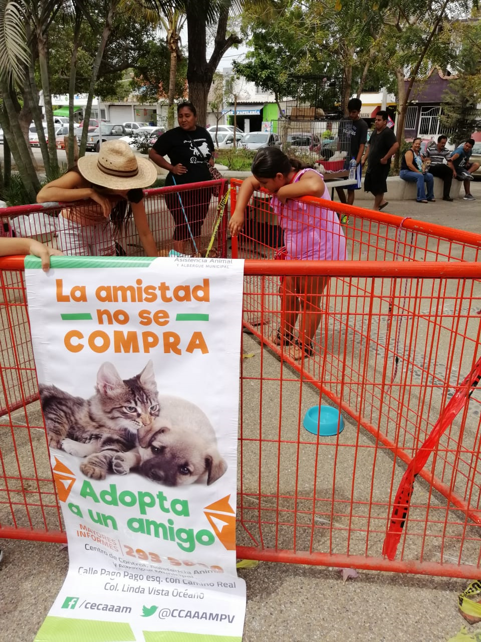 10y11Bahía (4) Han disminuido en 70% los perros y gatos callejeros