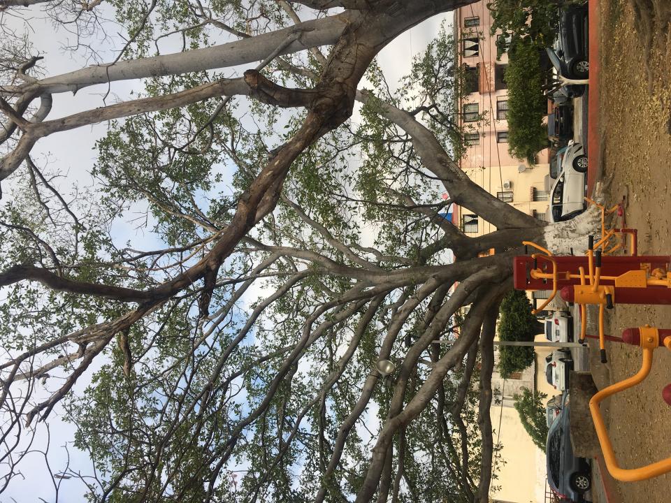 12Bahía (3) Árbol amenaza a usuarios de parque en Los Sauces