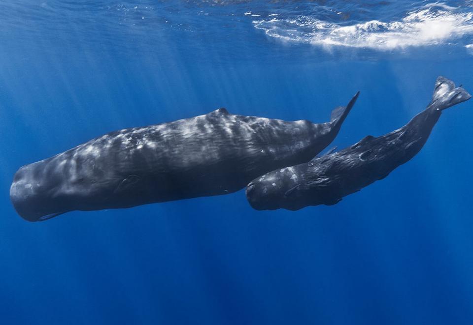 12y13Bahía (3) Se buscará levantar un registro de las especies marinas de la región