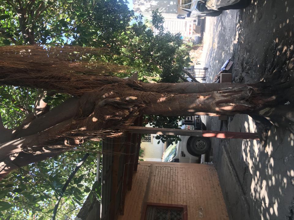 12y13Bahía (5) Cortan y bañan en aceite árbol en la López Mateos
