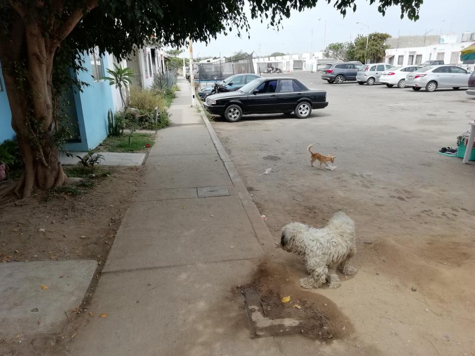 sdr Siguen envenenando mascotas en Bahía
