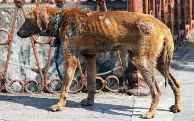 14y15Bahía (4) Se sale de control el cuidado animal en Bahía de Banderas