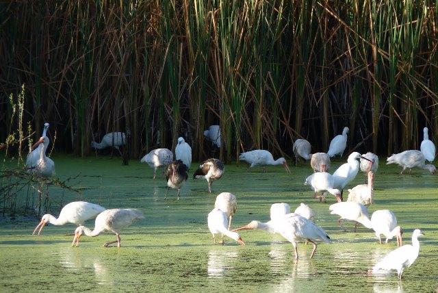 14y15Bahía (6) Comprometidos con el medio ambiente: Matías Verdín