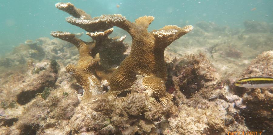 18y19Bahía (1) Preocupa a biólogos marinos desaparición del coral en Bahía