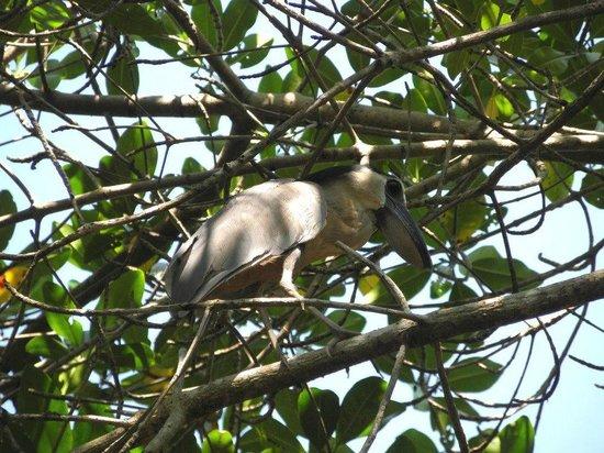 18y19Bahía (4) Invita el estero El Salado al avistamiento de aves