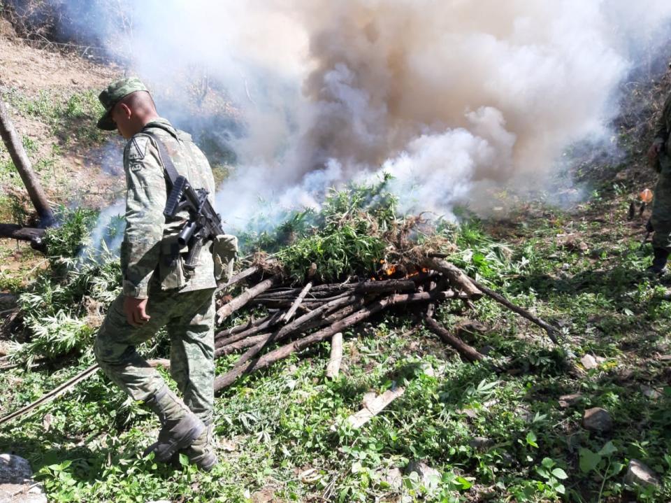 30y31Sucesos (9) Destruyen cinco plantíos de marihuana en la sierra