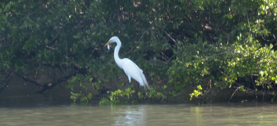 NOTA-D-ESTERO EL CHINO -3 La Riviera Nayarit ofrece gran diversidad natural