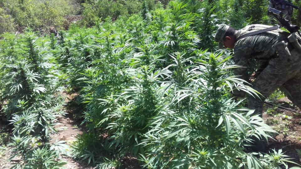 e7e2f734-fde2-40bc-b1ab-bcdb84554ba7 Destruyen plantío de marihuana en zona serrana de Puerto Vallarta