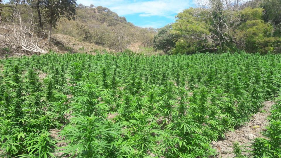 lupillo1 (1) Militares destruyen marihuana en Tomatlán