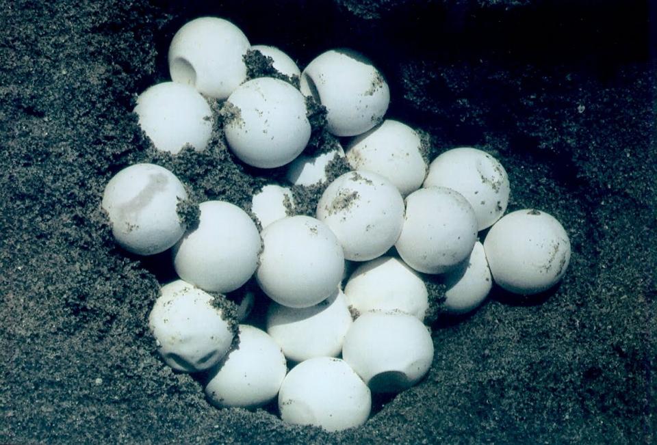 04y05Bahía (2) Más de 3 mil nidos de tortugas marinas se esperan para esta temporada