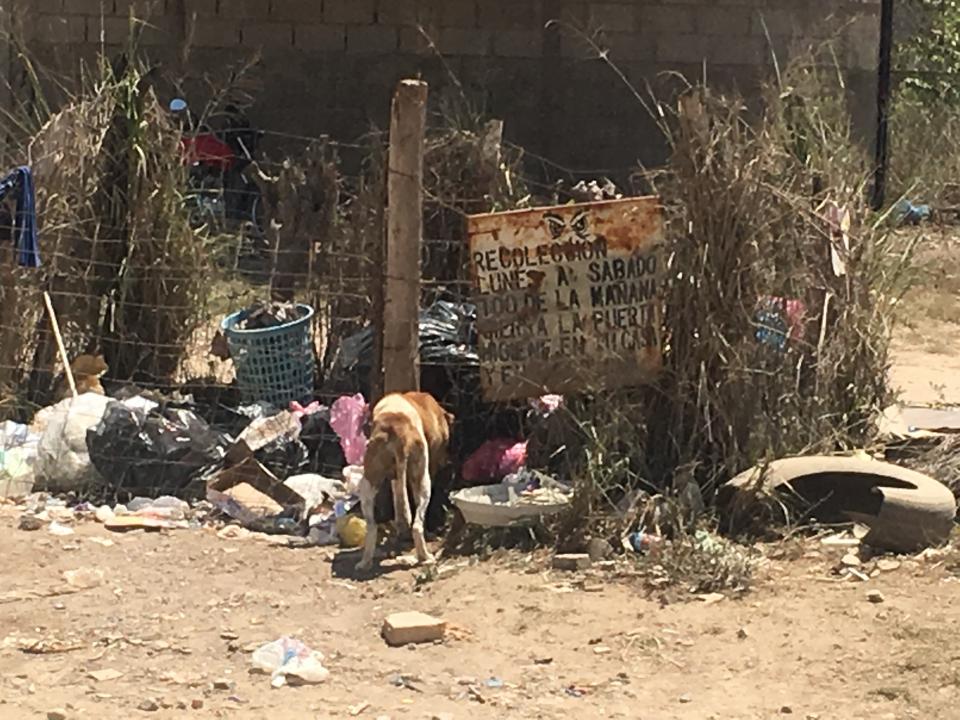 06Bahía (5) Una vida triste la de los perros de la calle