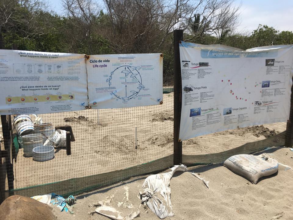 09Bahía (4) Sin apoyo, buscan cuidad al menos mil nidos de tortuga