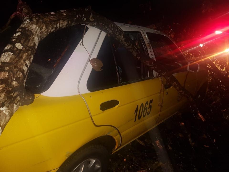30y31Sucesos (6) Tremendo susto: le cayó un árbol encima de taxi
