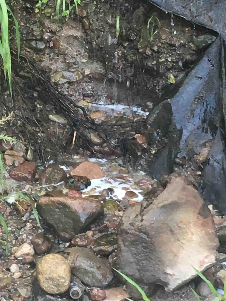 A06Bahía (5) Arrojan agua sucia al río Pitillal