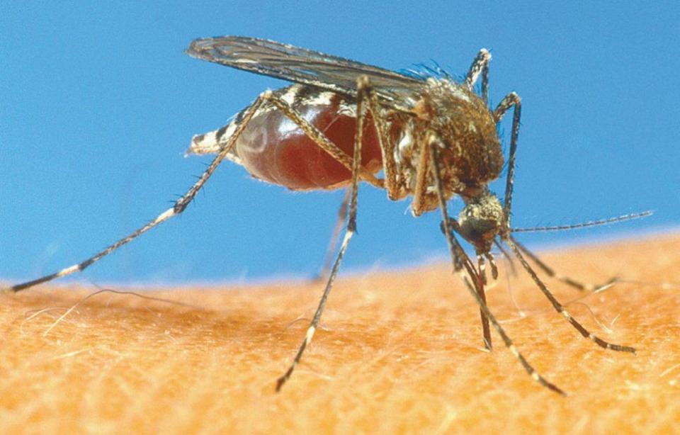 NOTA -D-DENGUE Ya hay casos de dengue, sika y chikunguya y aún no llueve