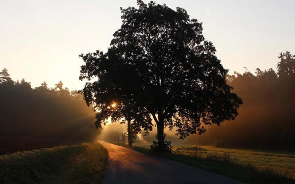 03Bahía Conmemora México Día del Árbol este jueves