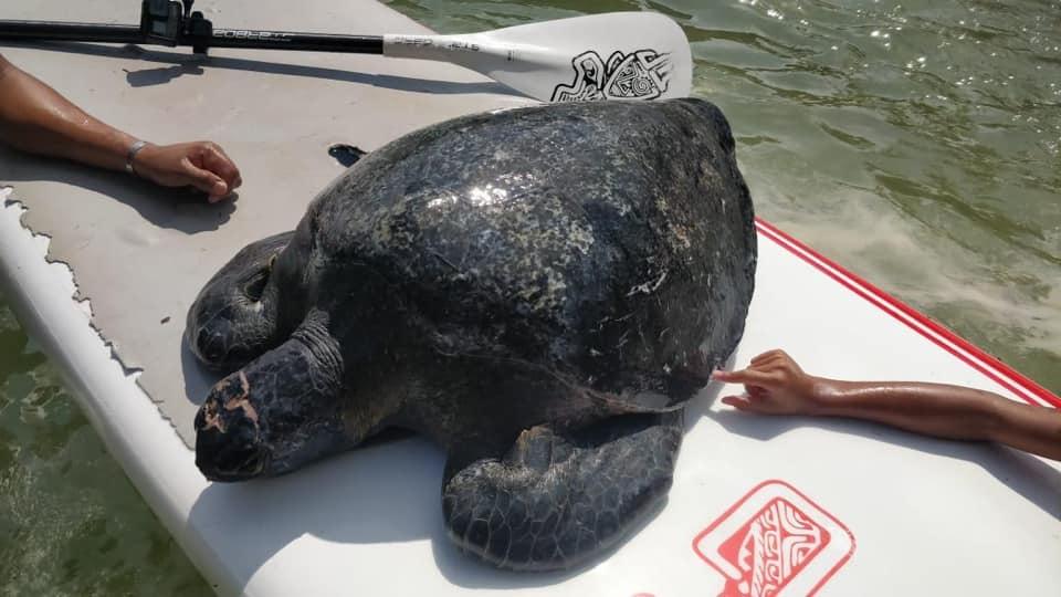 03Bahía Necesario protección de propelas para evitar accidentes con tortugas marinas