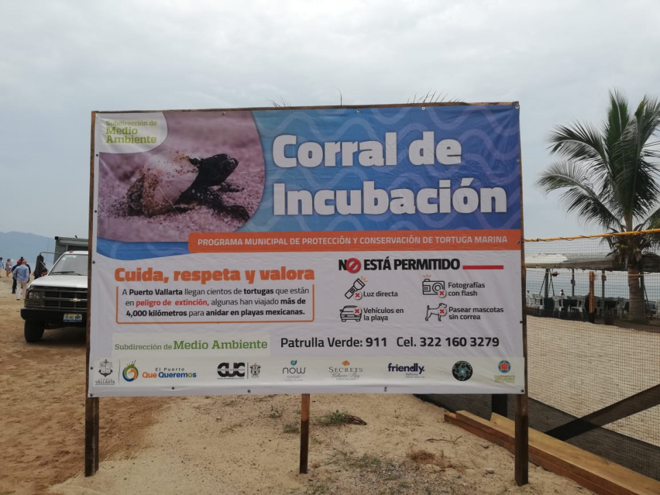 03Bahía Arranque de temporada de tortugas; ya van más de 40 nidos en Vallarta