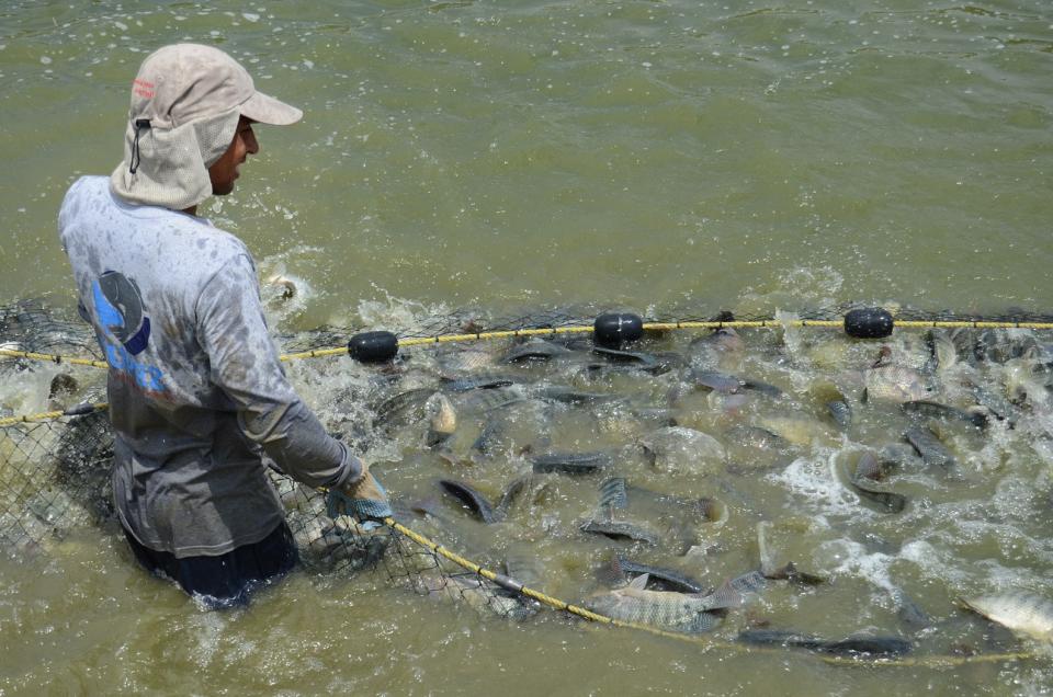 10y11Bahía (4) Inicia dispersión de recursos para Productividad Pesquera y Acuícola