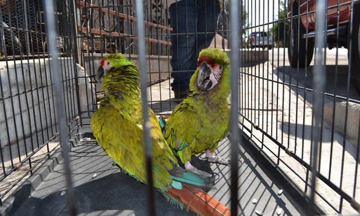 12y13Bahía (1) Comercialización de aves en la clandestinidad en Bahía