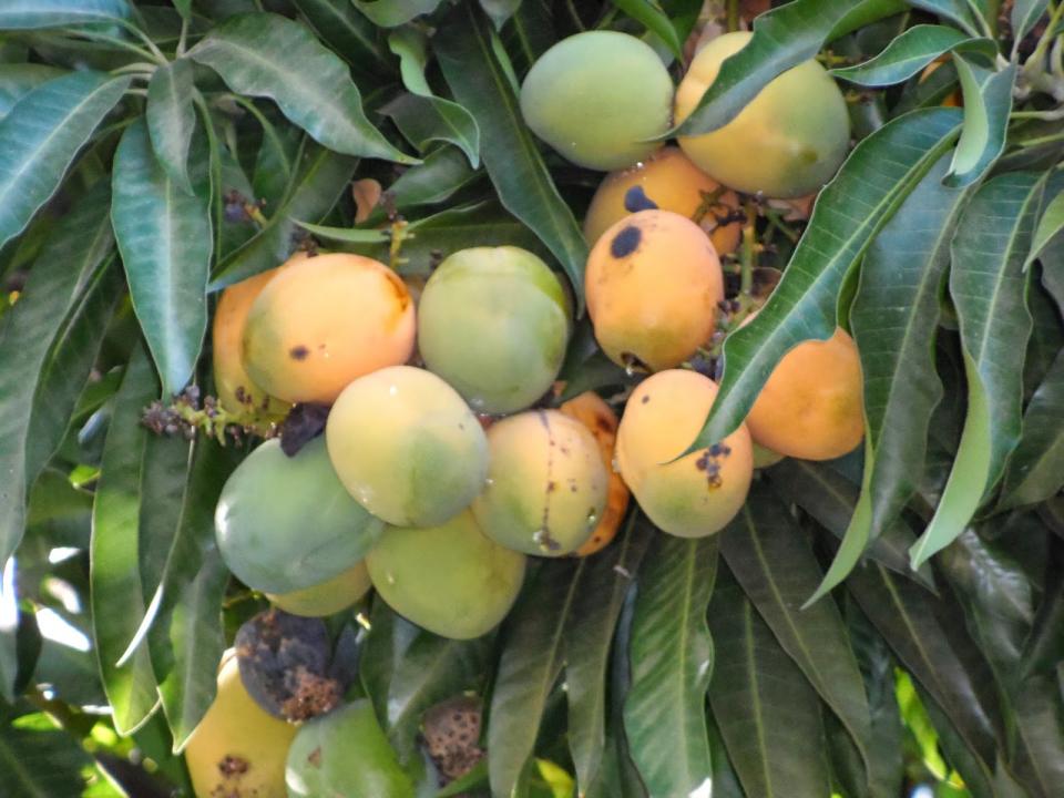 14y15Bahía (1) En riesgo la producción agroalimentaria por plagas