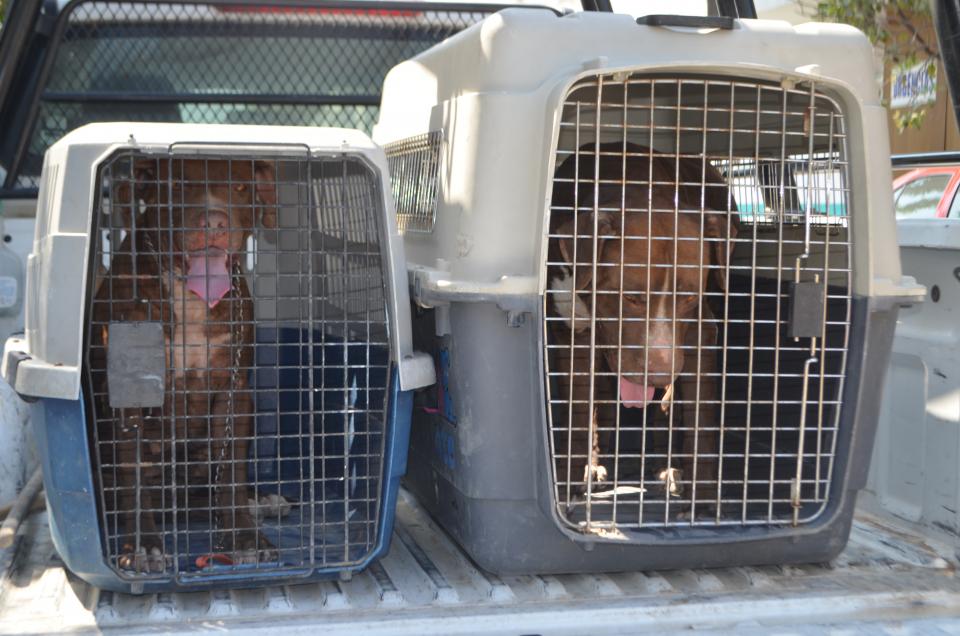 30y31Sucesos (1) Se registran 45 casos de mordedura de perro y se detectan 547 agresivos