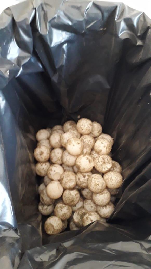 30y31Sucesos (12) Investiga FGR aseguramiento de huevos de tortuga
