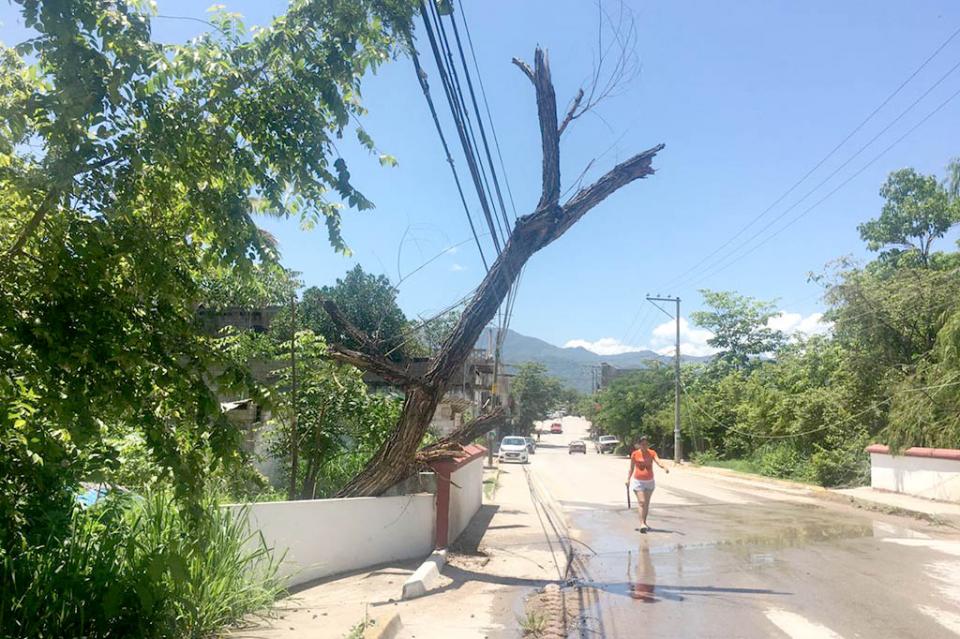 arbol29jul Urgente autoridades: árbol pende de cables en Laguna del Valle