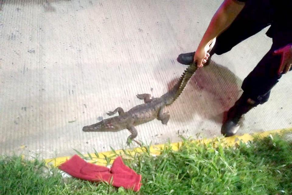 cocodrilo30kil Atropellan a cocodrilo en Marina Vallarta, pero sobrevive