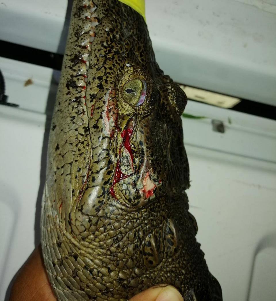 lupillo1 (1) Cocodrilos atropellados en la Francisco Medina Ascencio