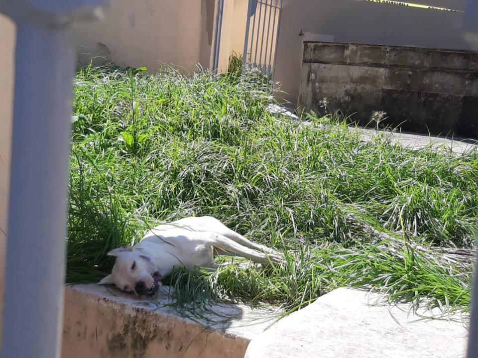 lupillo2 (1) Envenenan perros en Marina Vallarta