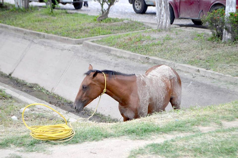 yegua30jul Rescatan yegua caída en canal y la llevan… al rastro