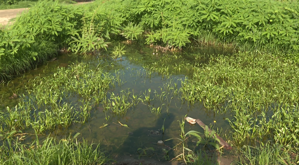 12y13Bahía (4) Preocupa el estancamiento de agua en canal Palmares