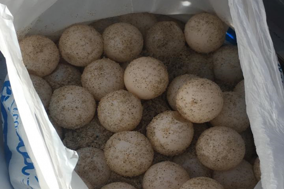 30y31Sucesos (15) Capturan a sujeto con huevos de tortuga