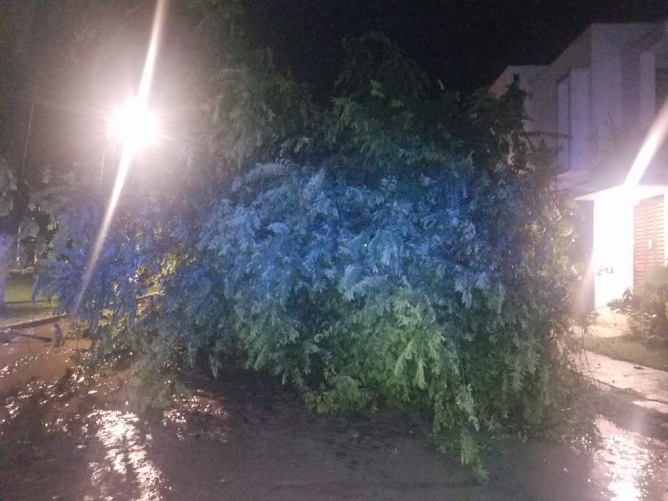 30y31Sucesos (2) Tormenta eléctrica deja inundaciones, árboles caídos y palmas quemadas