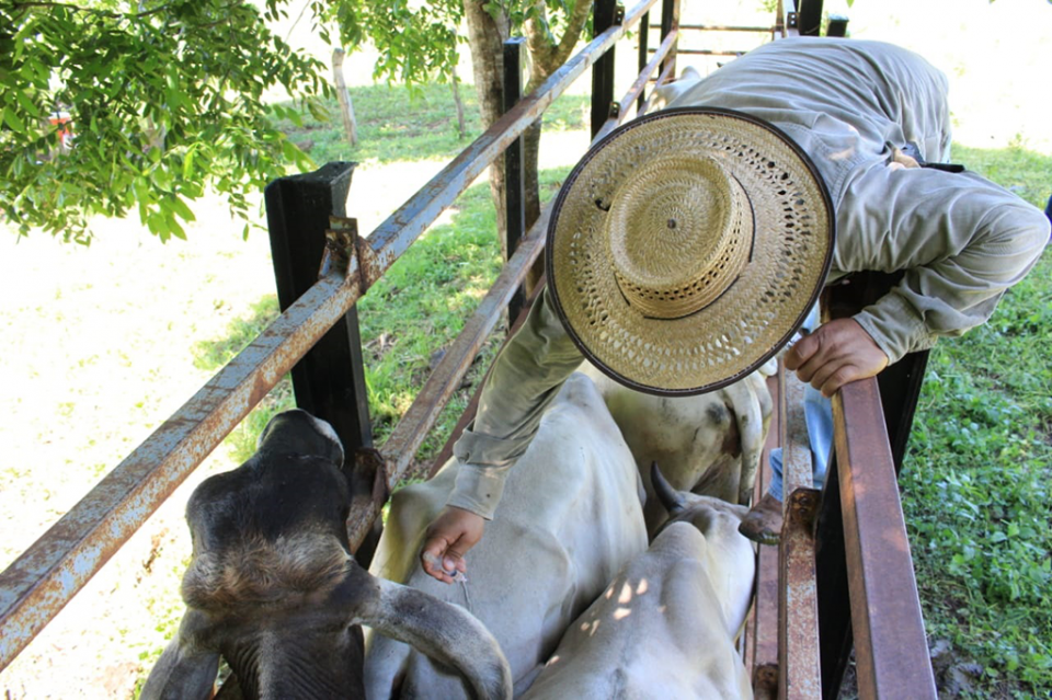 BADEBA 001 (3) Concluye con éxito histórico programa de vacunación bovina