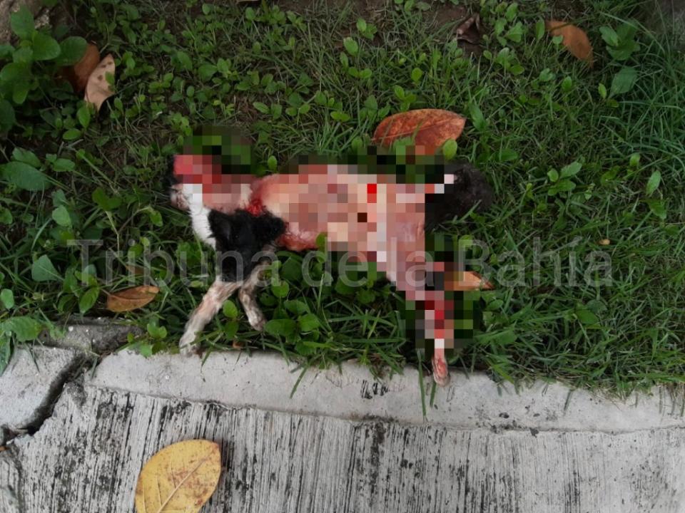 gato Encuentran en Marina Vallarta gato desollado