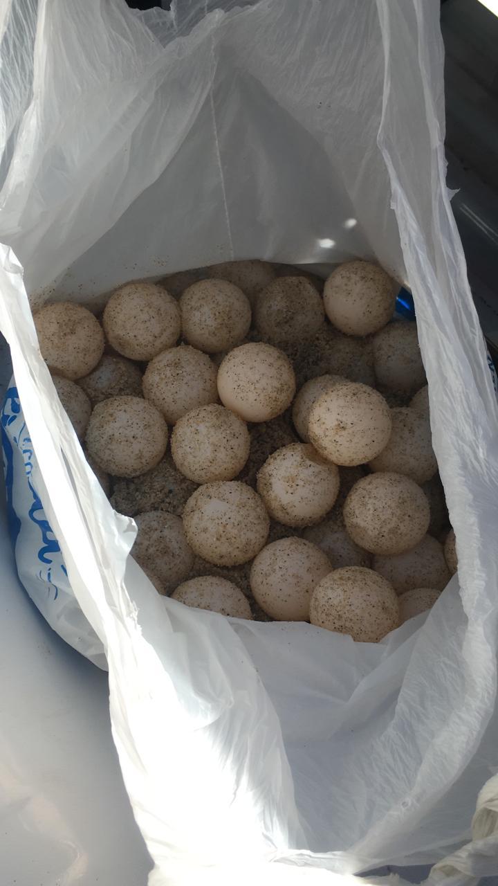 huevosdetortuga Portaba bolsa con huevos de tortuga, fue retenido por policía municipal