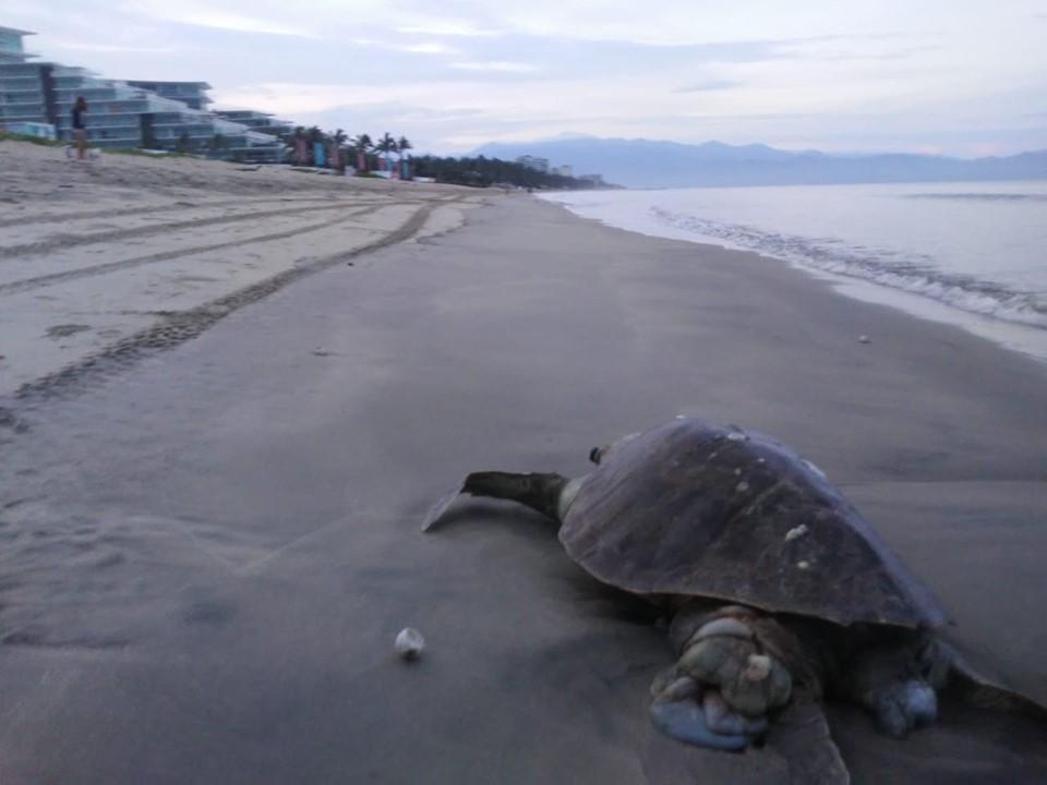 tortuga destazada Denuncia muerte de tortuga, la destazan por robar huevos