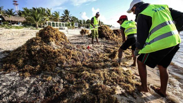 zargazo Sargazo que invade playas del Caribe y Golfo de México es “la nueva norma”