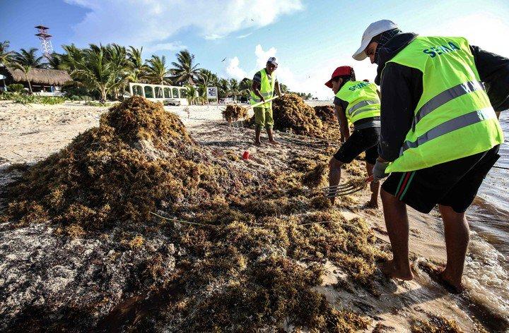 zargazo Sargazo que invade playas del Caribe y Golfo de México es “la nueva norma”