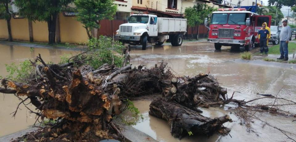 arbolcaido Cae árbol en calles de la colonia Aralias