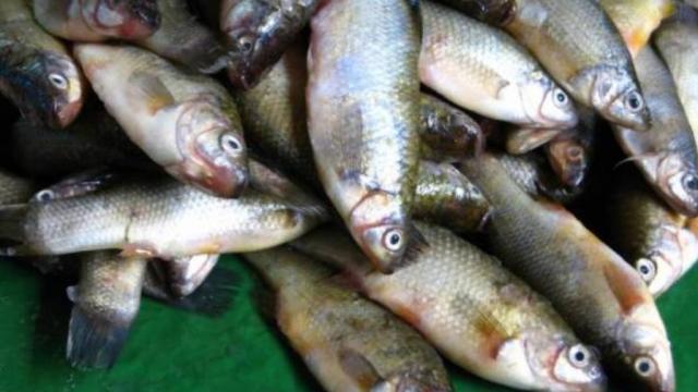 peces2 Hallan microplásticos en 20 por ciento de peces comerciales en México